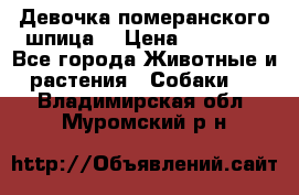 Девочка померанского шпица. › Цена ­ 40 000 - Все города Животные и растения » Собаки   . Владимирская обл.,Муромский р-н